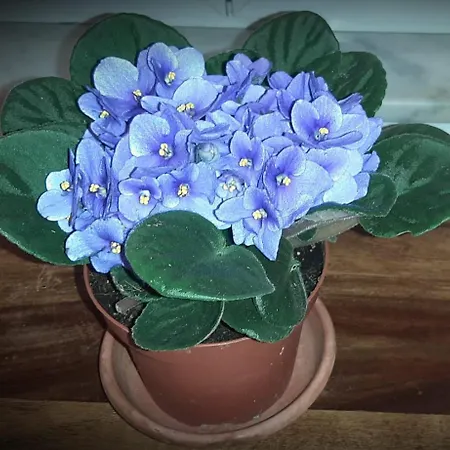 Casa Veve' Appartamento *